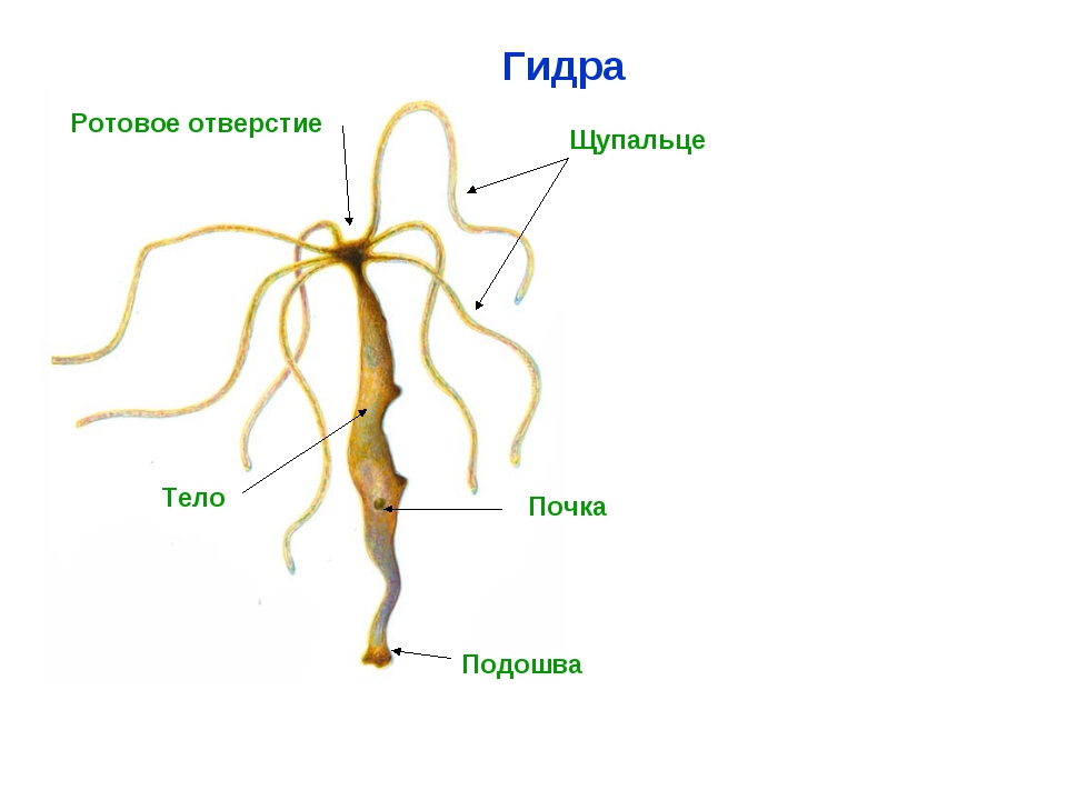 Black sprut в телеграмм